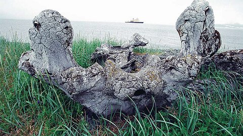 В поисках русского анобтаниума